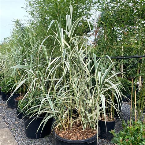 Arundo Donax Variegata