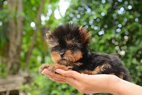 Image result for Teacup Yorkie Pups