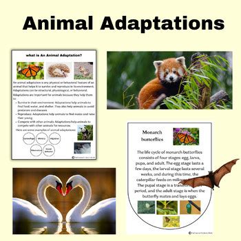 Animal Science Experiments 的图像结果