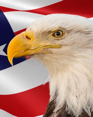 Download wallpaper bird, flag, Memorial Day, section miscellanea in ...