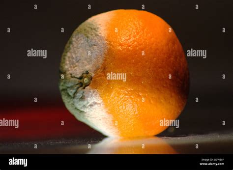 Rotten orange in a still life Stock Photo - Alamy