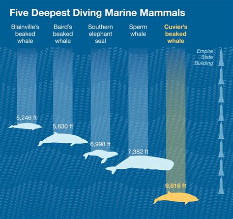 Elusive Whales Set New Record for Depth and Length of Dives Among Mammals | National Geographic
