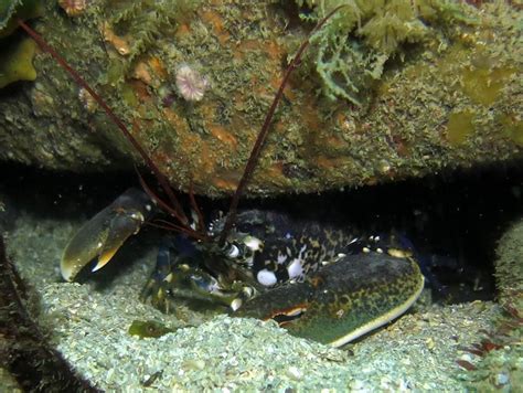 Club Dive ( Zulu Drift East coast ), Guernsey, St Peter Port, Saint ...