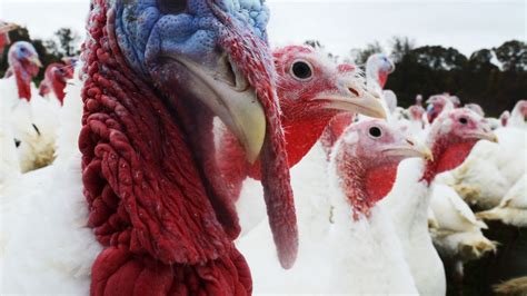 CT wild turkey: Can turkeys fly? Why do we eat turkey on Thanksgiving?