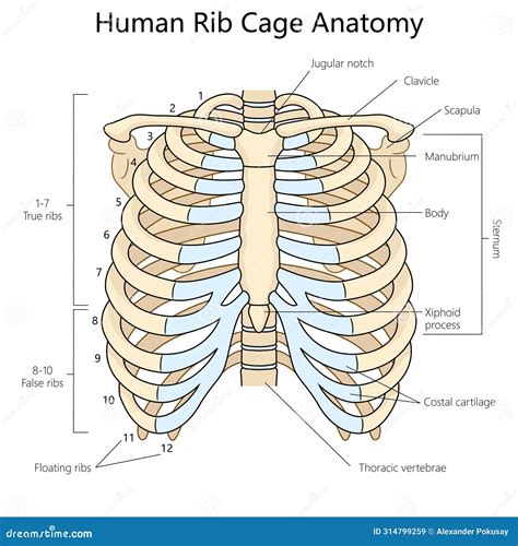 Human Rib Cage Anatomy Structure Diagram Medical Stock Illustration ...