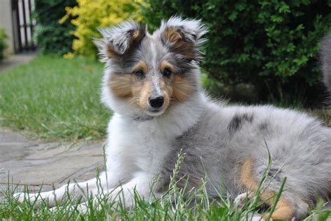 Baby blue Merle Sheltie | Sheltie, Shetland sheepdog, Blue merle sheltie