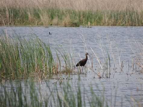 White-faced Ibis in a Cattail Marsh | FWS.gov