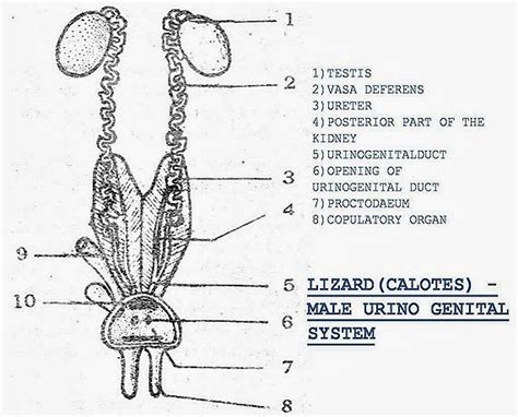 Image result for Male Bird Reproductive System