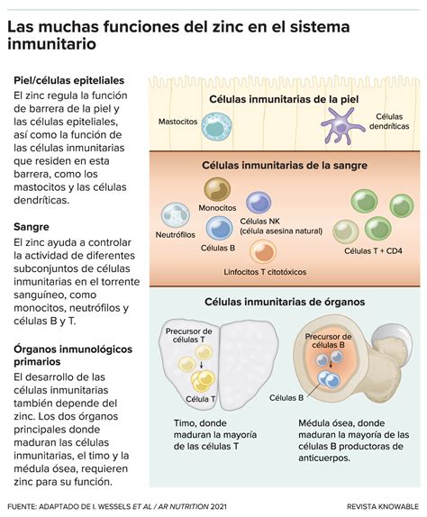Cómo el zinc le ayuda a combatir las infecciones - Salud con lupa