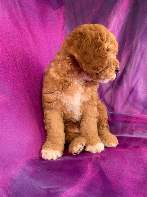 Image result for Apricot Cockapoo Adult