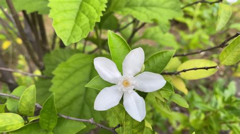 Five-petaled white flowers are blooming,white color,small five petals with yellow pollen ...