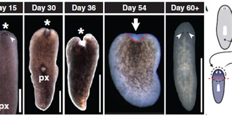 Flatworms In Humans