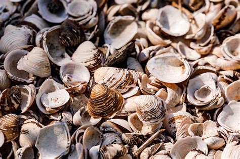 Image result for Musselshell High Resolution