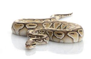 Image result for Ball Python Angry