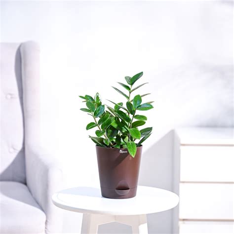 Buy Zz Plant (Zamioculcas zamiifolia) for Prosperity, Good Luck & Clean ...