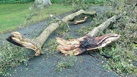 Citizens Across Maharashtra Unite Against Felling Of 1,700 Trees In ...