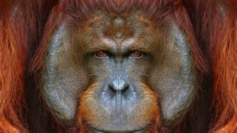 The Smartest Apes in the World