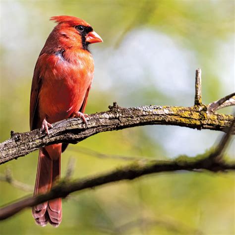 A Bird’s-Eye View of North Carolina: A Photo Essay | Our State