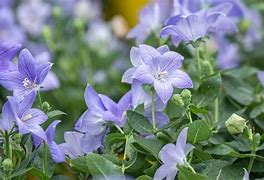 Image result for Platycodon Balloon Flower