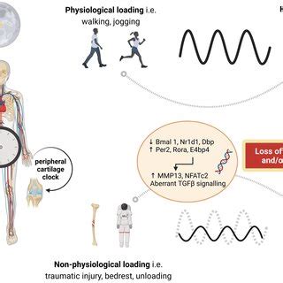 Image result for Gradual Loading On Muscle