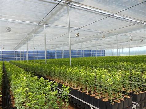 Image result for Insect Garden Screen