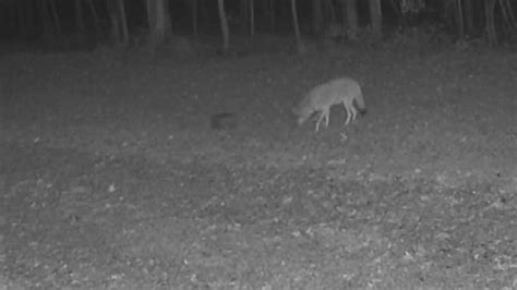Coyote and fox sightings in South Carolina: How to protect pets | wltx.com