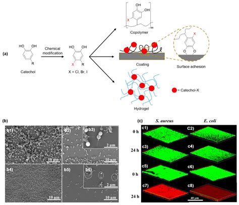Catechol-Based Antimicrobial Polymers