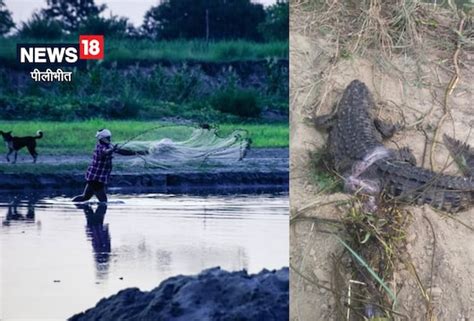 OMG! मछली पकड़ने के लिए नदी में डाला था जाल, लेकिन फंसा मगरमच्छ तो सरपट ...