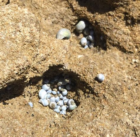 How Do Shells Form 的图像结果