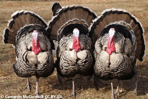 Narragansett Turkey - Breed Profile - Backyard Poultry