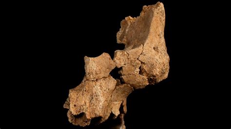 Earliest known human fossils in Western Europe discovered in cave | CNN