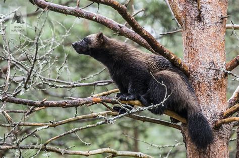 Pin by Marsh Carter on fursuit | Wolverine animal, Wolverine marvel art ...