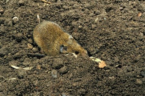 Dig Animals 的图像结果