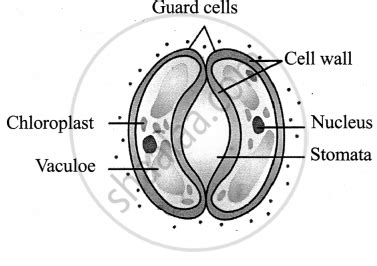 Draw the structure of the stomata and label the parts. - | Shaalaa.com