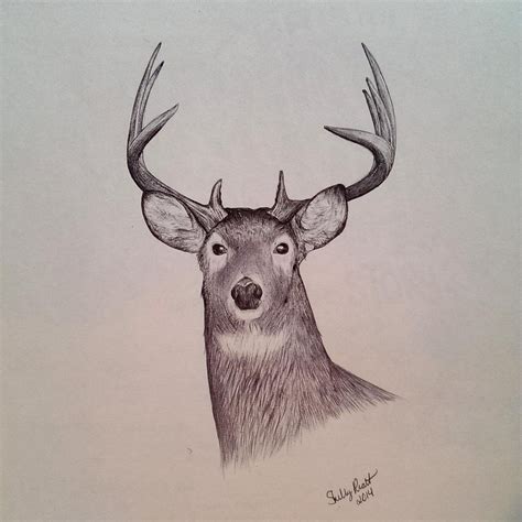 Image result for Buck Drawing Tutorial