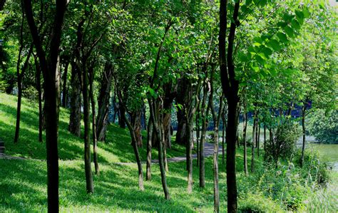 【林间漫步摄影图片】上海共青森林公园生态摄影_老色廊摄影博客_太平洋电脑网摄影部落