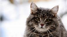 Background Cat by Cat Wallpapers Background For Pc Wallpaper Wiki Background Cat