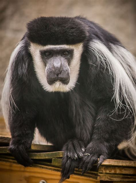 Discover Idaho Falls: Zoo | idahofallsmagazine.com