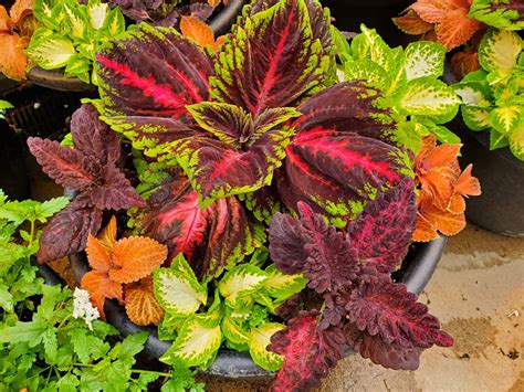 Jackson Area Career Center to host annual plant sale - mlive.com