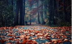 Photography Girly Fall Backgrounds by Daily Wallpaper Fall Leaves I Like To Waste My Time Photography Girly Fall Backgrounds