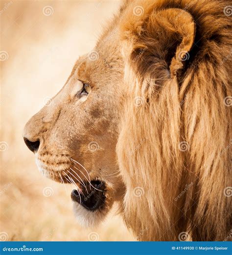 Lion Head Side Profile in Zambia Africa Stock Photo - Image of ...