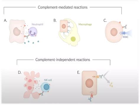 Immunology of Transplantation and Rejection | PPTX