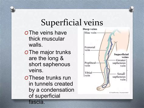 Anatomy of venous system of lower limb | PPTX