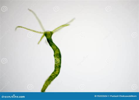 Hydra is a Genus of Small Animals Stock Photo - Image of hydra, animals: 95222654