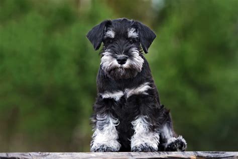 Top 5 Miniature Schnauzer Breeders In Ontario