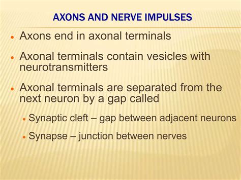 Neuron & its structural & functional type by Murtaza Syed | PPTX