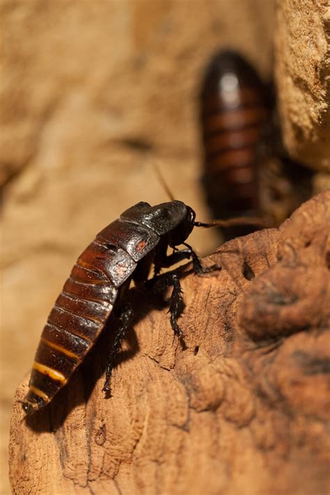 Cockroach Domain 的图像结果