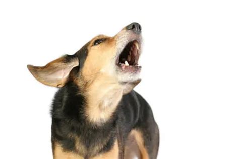Image result for Dogs Barking