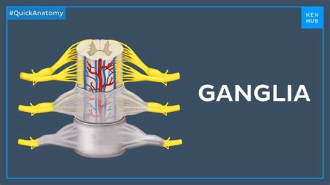 Image result for Carpandro Python