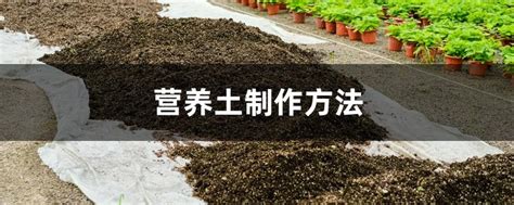 草莓种植技术-种植技术-中国花木网